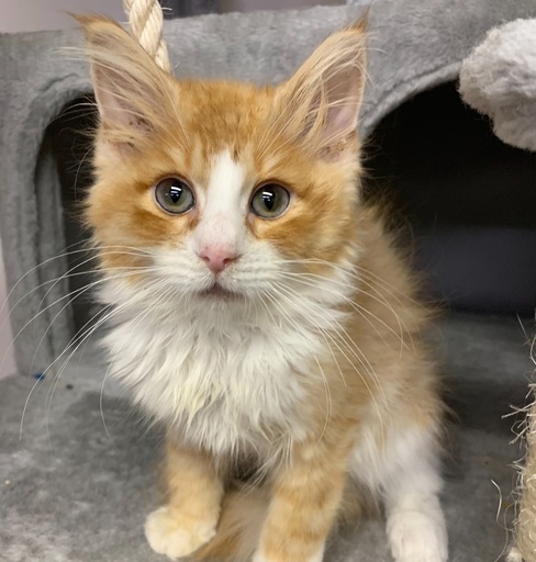 3ヶ月ノルウェージャンフォレストキャット男の子里親募集中 プリベ動物病院 運動公園前の猫の里親募集 ジモティー