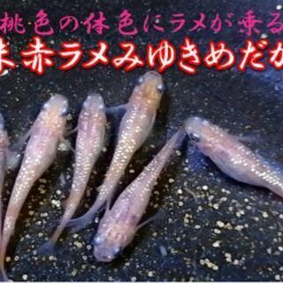 【お買い得】桃色の個体にラメが乗る朱赤ラメみゆきめだかの成魚と幼...