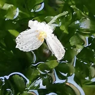 《水草》差し上げます(無料)