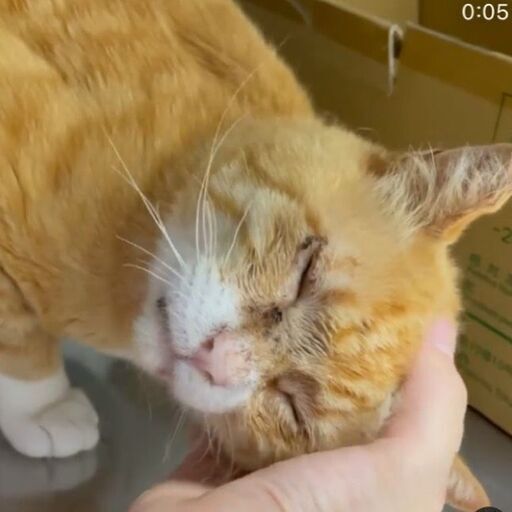 大ケガと手術を乗り越えた茶トラのニャース まきし ねこ藩 市川の猫の里親募集 ジモティー