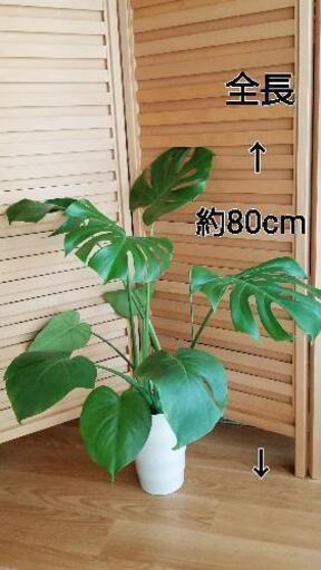 引取予定　　決定済み　観葉植物　モンステラ