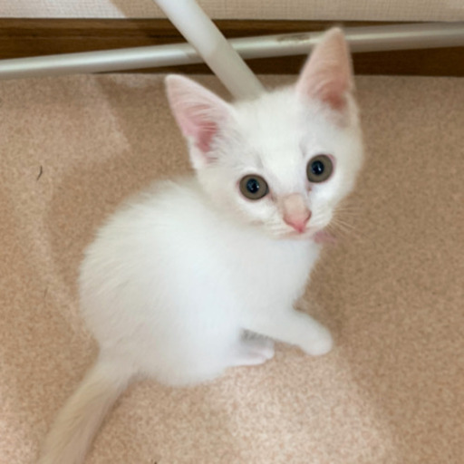 里親さん決定しました 生後1ヶ月半 真っ白い女の子 にゃん 神栖の猫の里親募集 ジモティー