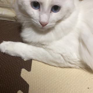 ブルーアイ 里親募集 ジモティー ブルーアイ 里親募集 ジモティー