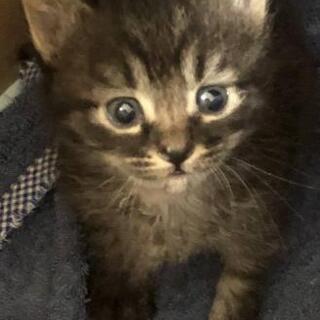 藤が丘 神奈川県の東急田園都市線 の猫の里親募集 ジモティー