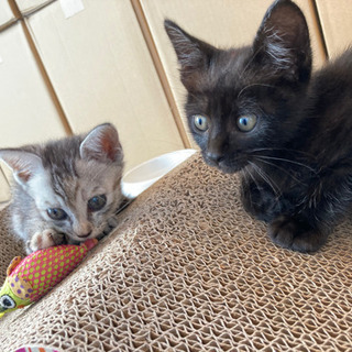 生後6〜8週の男の子(=^x^=) − 福岡県