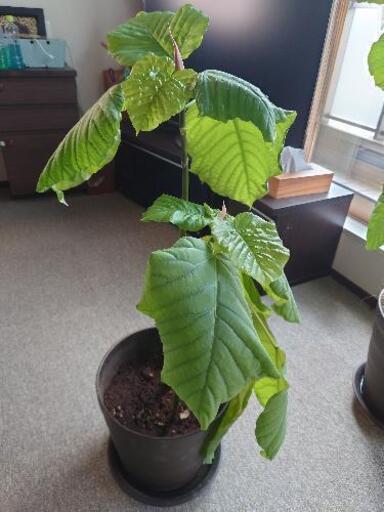 ウンベラーダ（観葉植物）2本