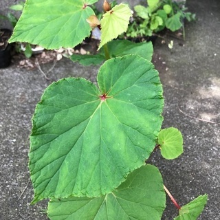 ベゴニア秋海棠、ピンク色の花が夏に咲きます🌸