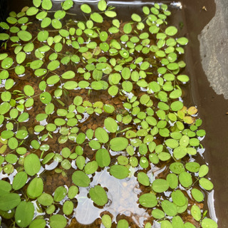 サンショウモ　金魚　水草　浮き草　