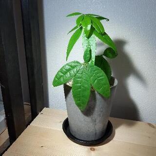 観葉植物 パキラ②