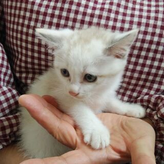 保護猫の赤ちゃんメス4匹の里親を募集してます