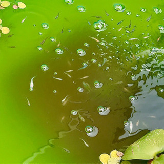 メダカの幼魚を差し上げます。