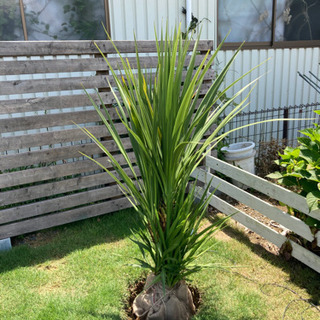 ドラセナ　ニオイシュロラン　150cm 3ヘッド