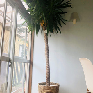 観葉植物　ユッカ