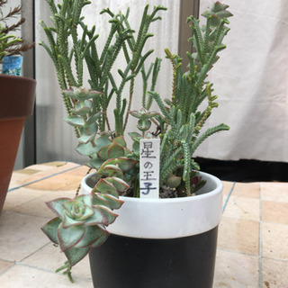 多肉植物 星の王子 決まりました 十兵衛 赤迫のその他の中古あげます 譲ります ジモティーで不用品の処分