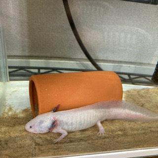 埼玉県の中古ウーパールーパーが無料 格安で買える ジモティー