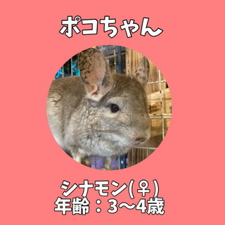 ☆チンチラ 里親様募集中☆ 大切に飼ってくださる方からのご応募、...