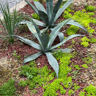 【ネット決済】多肉植物　アガベ　アオノリュウゼツラン　抜き苗