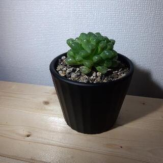 多肉植物 ハオルチア オブツーサ