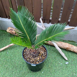 【受付再開、値引き！】【南国リゾート風】ソテツ 受付再開、値引き！】【南国リゾート風】ソテツ