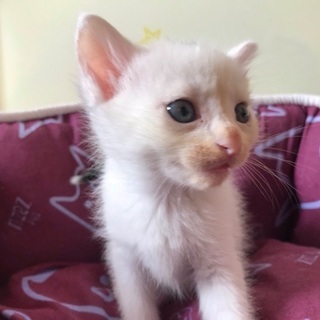 子猫の里親募集・可愛い白サバ男の子・１ヶ月半 - 猫