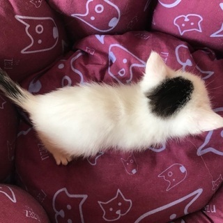 子猫の里親募集・可愛い白サバ男の子・１ヶ月半 − 茨城県
