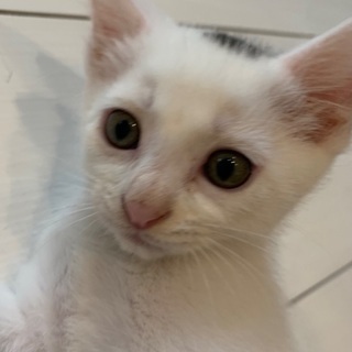 子猫の里親募集・可愛い白サバ男の子・１ヶ月半の画像