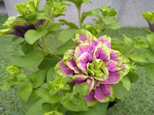 限定1ポットペチュニア湘南ヴェルデローザの挿し木 ゆうかり 小机のその他の中古あげます 譲ります ジモティーで不用品の処分 限定1ポットペチュニア湘南ヴェルデローザの挿し木 ゆうかり 小机のその他の中古あげます 譲ります ジモティーで不用品の処分