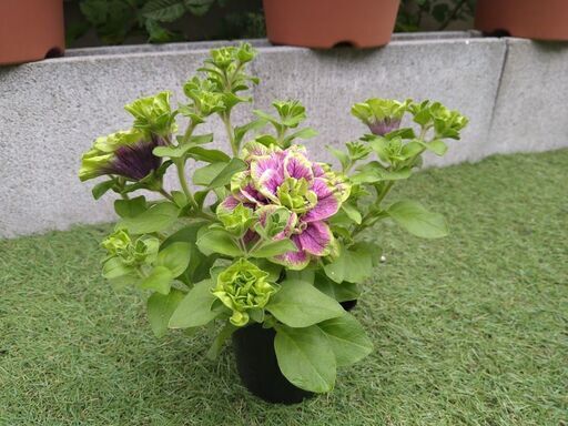 限定1ポットペチュニア湘南ヴェルデローザの挿し木 ゆうかり 小机のその他の中古あげます 譲ります ジモティーで不用品の処分 限定1ポットペチュニア湘南ヴェルデローザの挿し木 ゆうかり 小机のその他の中古あげます 譲ります ジモティーで不用品の処分