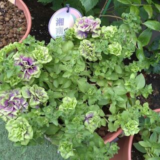 限定1ポットペチュニア湘南ヴェルデローザの挿し木 ゆうかり 小机のその他の中古あげます 譲ります ジモティーで不用品の処分