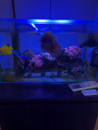 海水魚　オーバフロー水槽60センチ