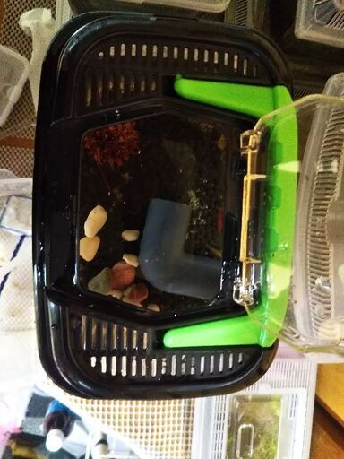鑑賞用のカラー稚エビ5匹の飼育セット 知能派探偵トシ 大阪のその他の中古あげます 譲ります ジモティーで不用品の処分