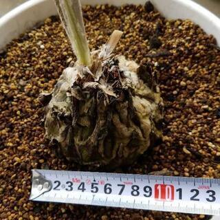 絶滅危惧種 ディオーン・エデュレ ブルー 大株蘇鉄