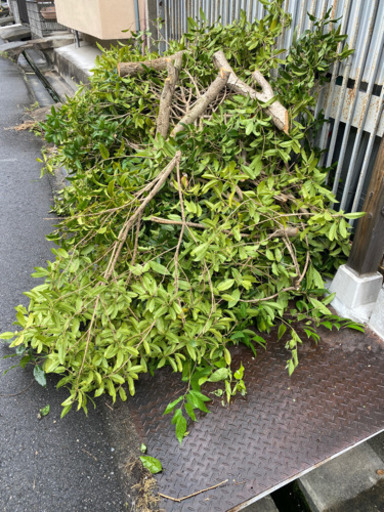 庭木、持ち帰り処分願います。 【公式通販】