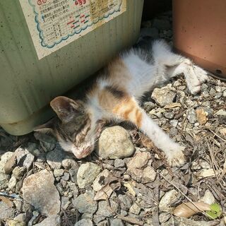 野良猫生後一ヶ月くらい