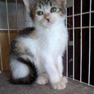 子猫たくさん保護しています みーこ 長浜の猫の里親募集 ジモティー