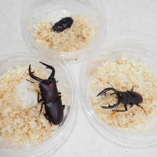 ノコギリクワガタ　オス水牛型20匹、メス10匹