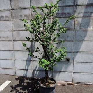 中古ユスラウメが無料 格安で買える ジモティー