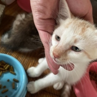 野良猫の仔猫。白茶。性別不明。の画像