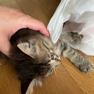 野良猫の仔猫。キジ2匹。性別不明。の画像