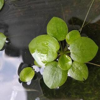 アマゾンフロッグピット めだか 水草 ３株