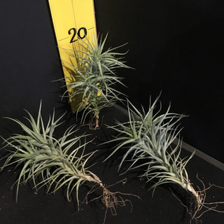 中古チランジアが無料 格安で買える ジモティー