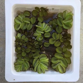 水草　オオサンショウモ　メダカ用　1