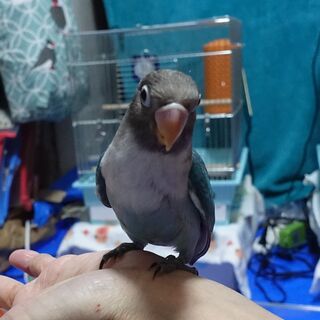 若いブルーボタンインコの里親募集です - 大阪市