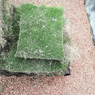 中古高麗芝が無料 格安で買える ジモティー