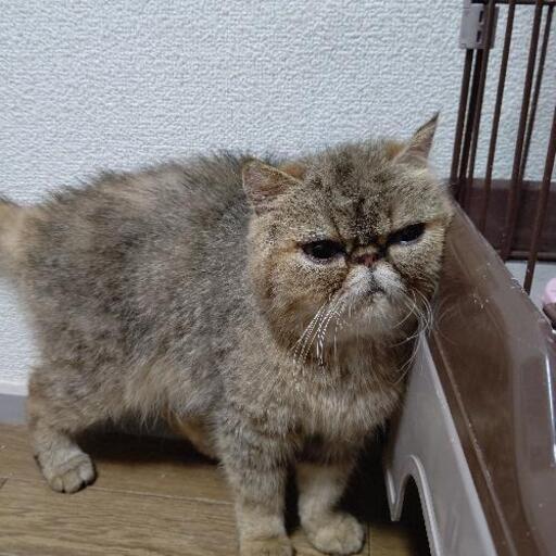 まん丸なエキゾチックショートヘア 社 夙川の猫の里親募集 ジモティー