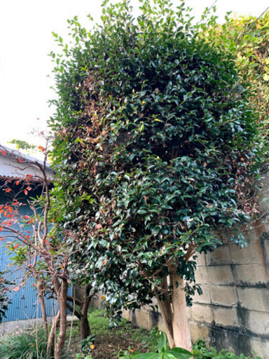 庭木植木ガーデニング日本庭園種類不明多し つかちゃん 筑西のその他の中古あげます 譲ります ジモティーで不用品の処分