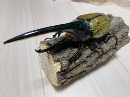 ヘラクレスオオカブト　ペア　後食済み　　2