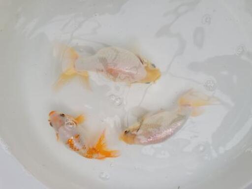 出雲ナンキン 3歳 3匹セット