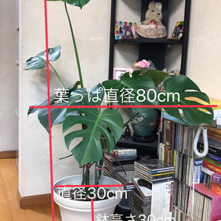 観葉植物　(モンステラ)