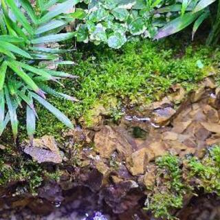 アクアテラリウム水槽　完成品